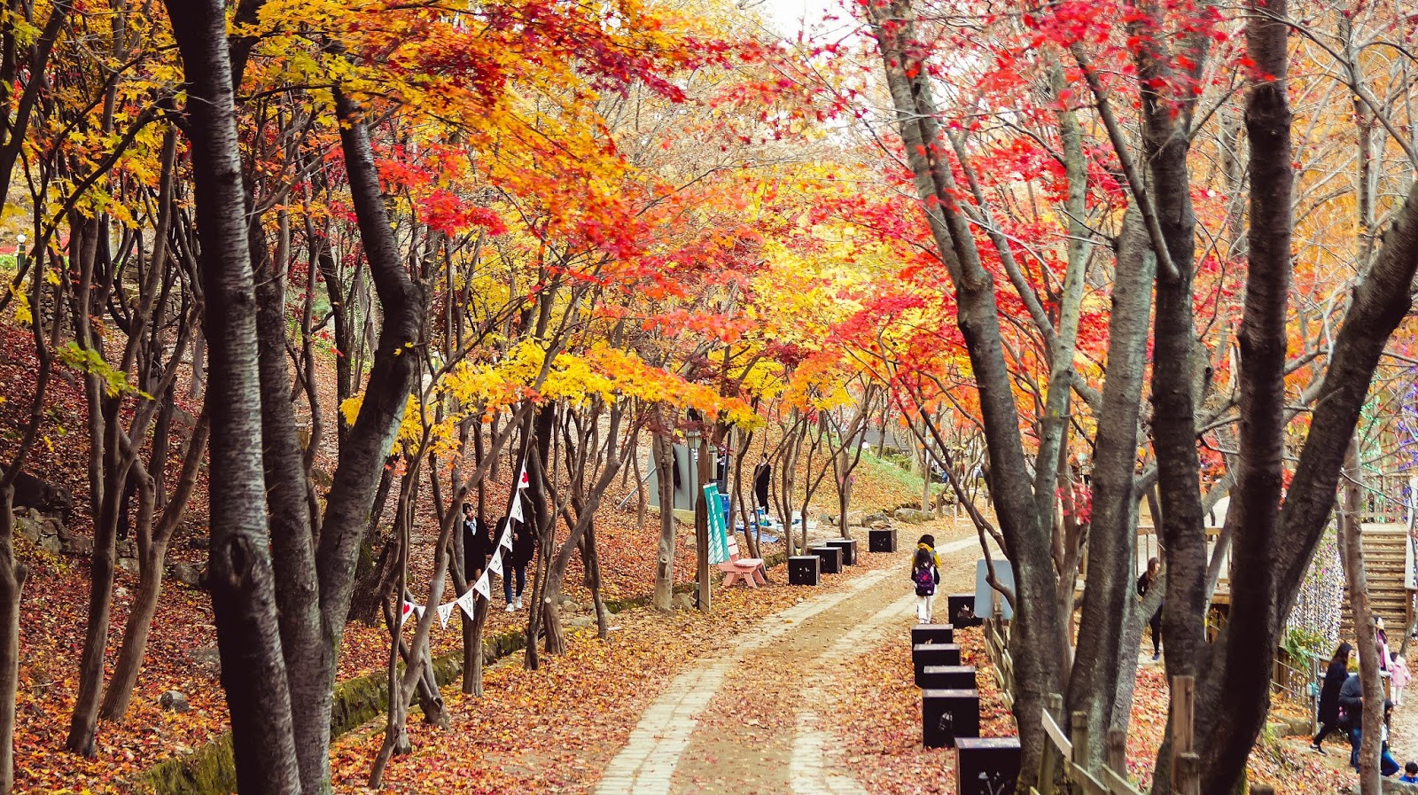 【2024韓國楓葉季】大邱人氣賞楓景點推介：八公山、桐華寺、大邱樹木園、河中島 | 大邱