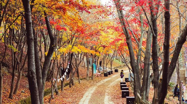 【2024韓國楓葉季】大邱人氣賞楓景點推介：八公山、桐華寺、大邱樹木園、河中島 | 大邱