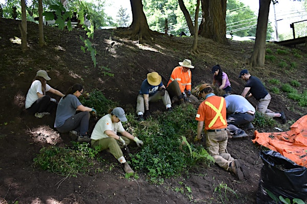 Borer's Falls Invasive Species Removal | Borer's Falls Dog Park