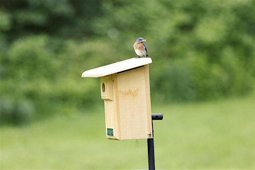 Bluebird Evening: From Talk to Trail | Wild Birds Unlimited