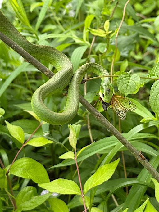 Kids Hike: Reptiles | Floracliff Nature Sanctuary