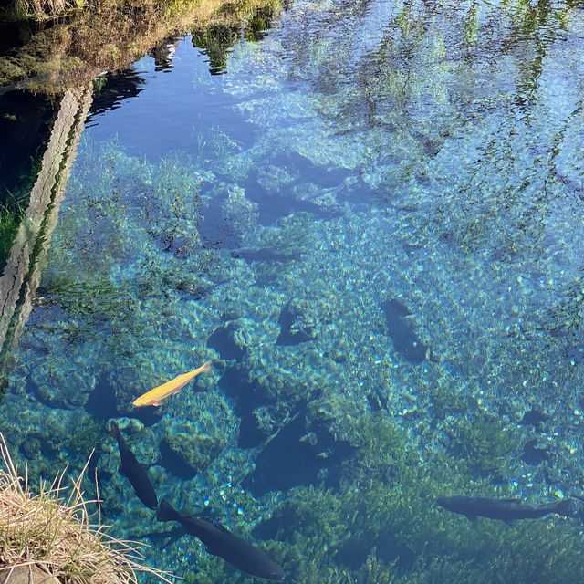 忍野八海・湧池