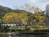 遊香港．坑口文曲里公園賞花