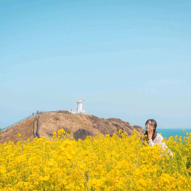 🌼황홀한 노란빛이 일렁이는 [섭지코지]