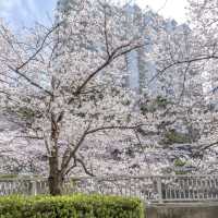 雅叙園前あたりの目黒川桜並木