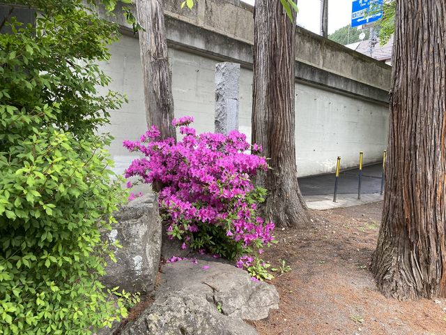 【東京・奥多摩】奥氷川神社