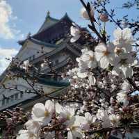 The Beautiful Osaka Castle