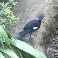 Multi Coloured Birds to See in Edward Youde Aviary, One of the biggest Aviaries in Southeast Asia