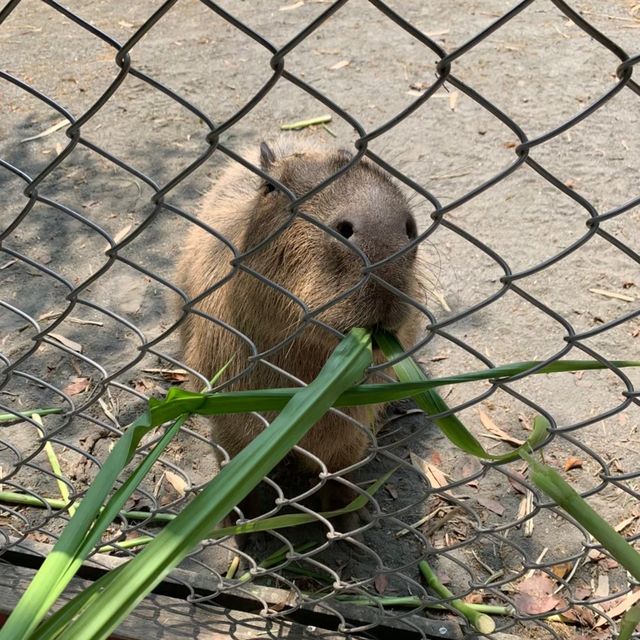 與動物近距離接觸的動物園