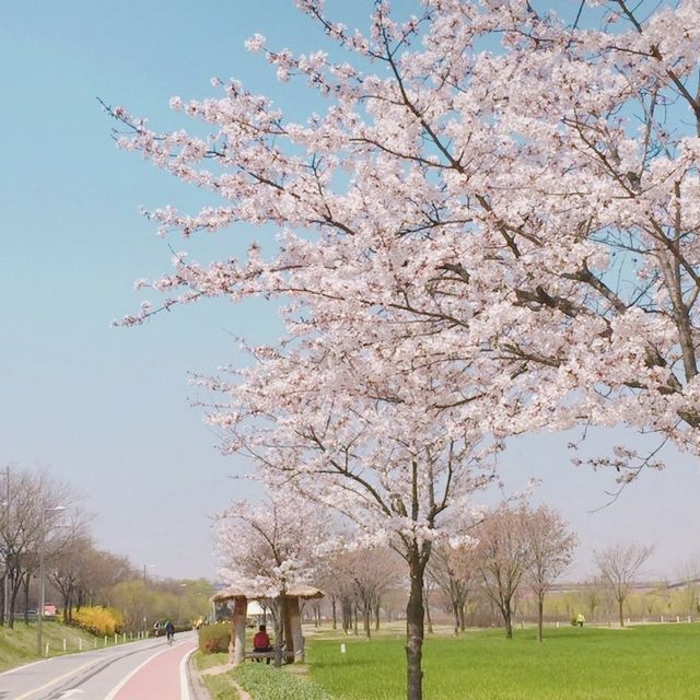 벚꽃명소, 여의도 벚꽃길 🌿