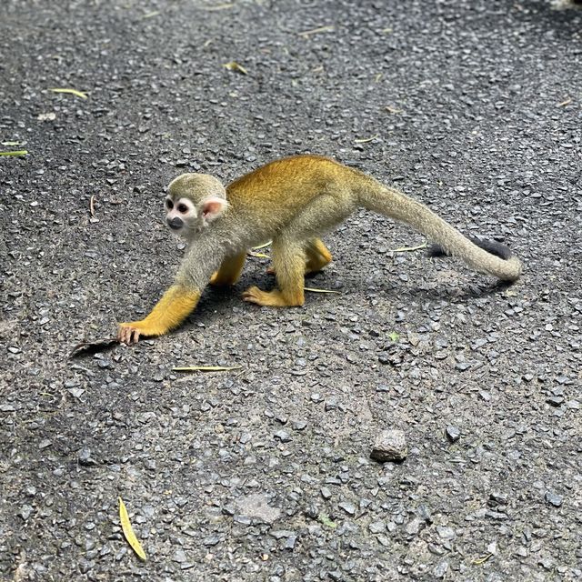 スタッフさんの手作り看板が見どころな動物園