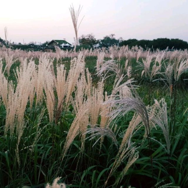 Early autumn at Hanuel Park
