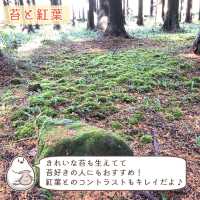 【静岡】御殿場の紅葉狩りスポット「秩父宮記念公園」