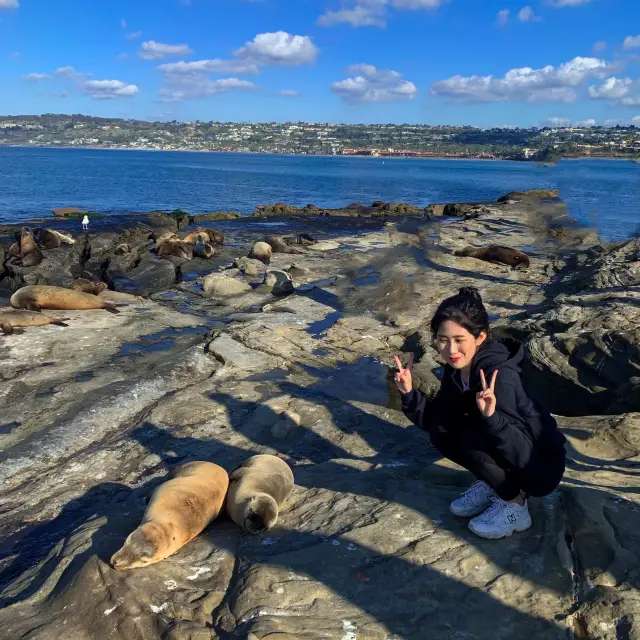 바다사자를 볼 수 있는 해변 ✨