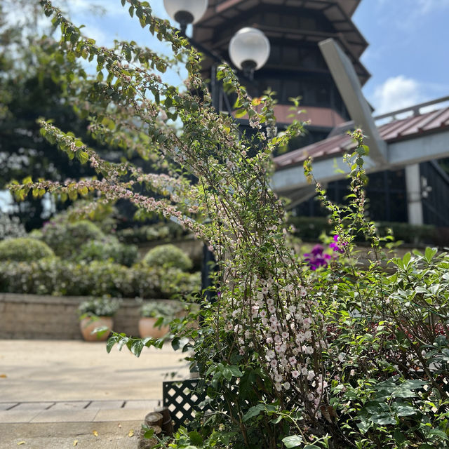 賞花攻略 元朗公園