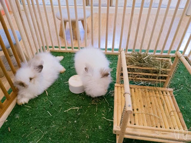 Baby Bunny Cafe คาเฟ่กระต่ายใกล้เมืองเชียงใหม่
