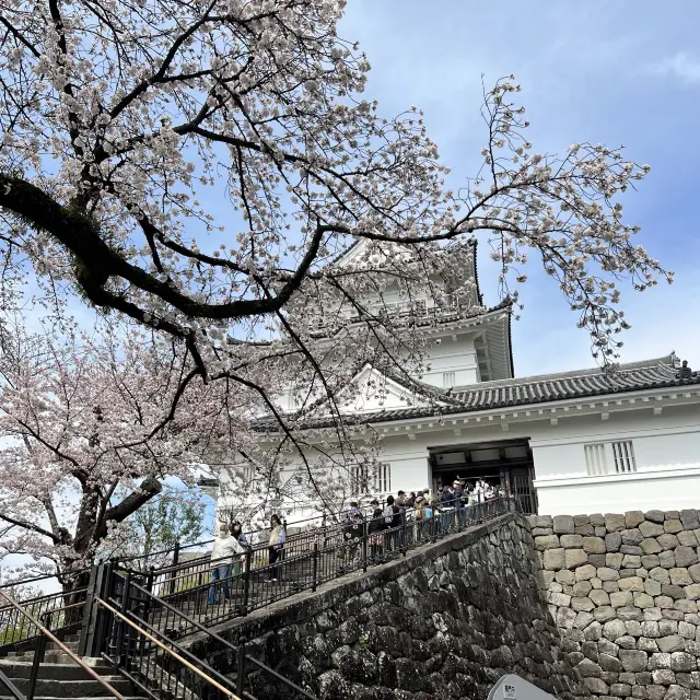 【神奈川】お城と満開の桜が美しい桜の名所🌸