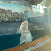 여수엑스포에 위치한 스케일 큰 아쿠아리움 [아쿠아 플라넷]🐬