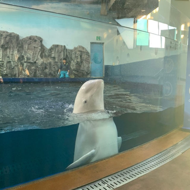 여수엑스포에 위치한 스케일 큰 아쿠아리움 [아쿠아 플라넷]🐬