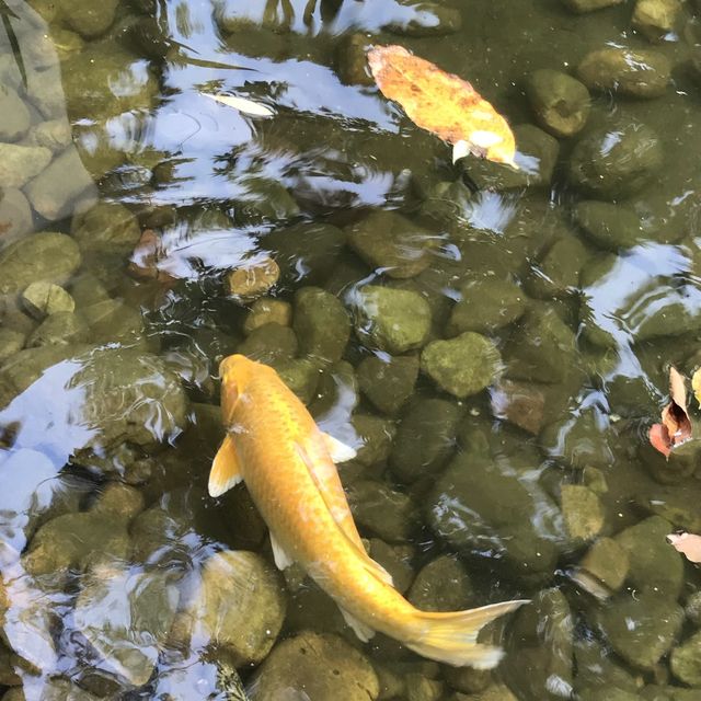 鳥魚花香的休閑公園