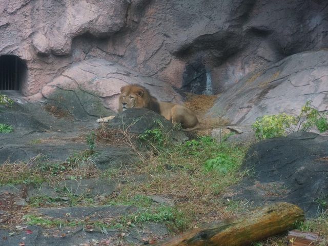 名古屋親子好去處推介《東山植物動物園》😎😎