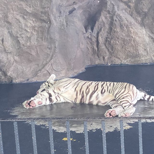 Hua Hin Safari Adventure Park