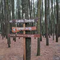 The Tall Pine Tree Forest In Yogyakarta