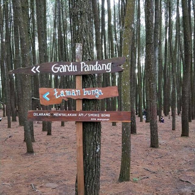 The Tall Pine Tree Forest In Yogyakarta