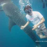 Fun Times with Whale Sharks of Oslob, Cebu
