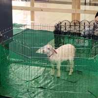 Cutie Animals @ Mojo Mini Farm Roadshow