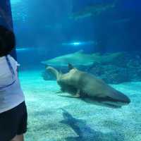 Sea Life Aquarium Busan