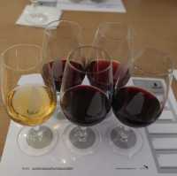 포르투여행 필수코스, 포트와인 투어는 꼭 해주세요🍷🇵🇹