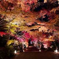【もみじの永観堂】オススメ紅葉スポット