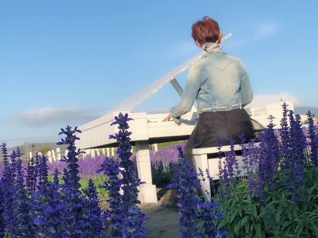 臺中后里 市郊人氣後花園 中社觀光花市花海