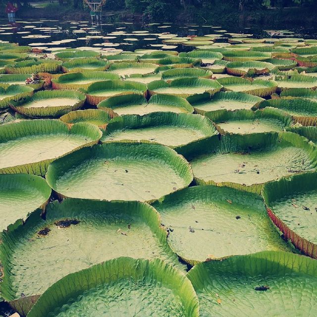 สวนบัว​กระด้ง​  เมืองสองแคว​ 