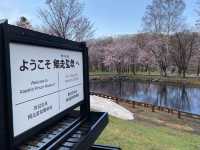 雪と桜舞い散る春の『網走監獄博物館』