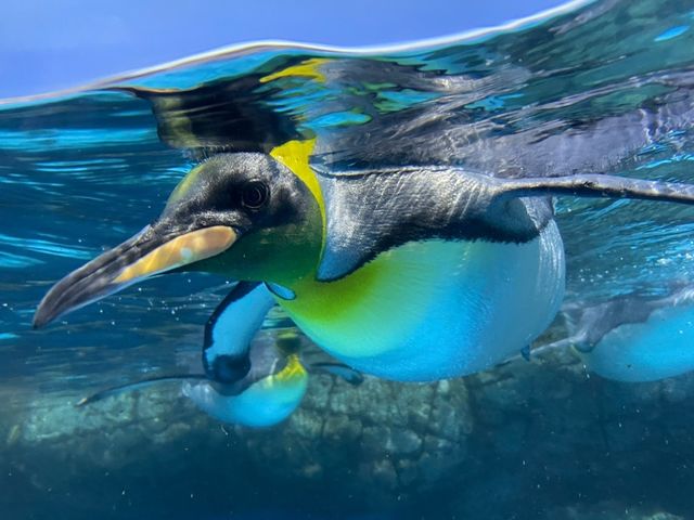 海の動物たちととても距離が近い水族館🐬