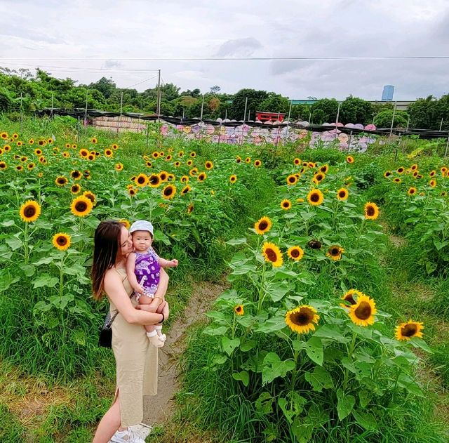 元朗信芯園 太陽花海何其壯觀
