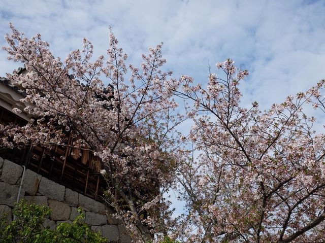 四國愛媛縣必參觀打卡的名城｜松山城