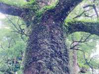 【和歌山】苔むした熊野那智大社
