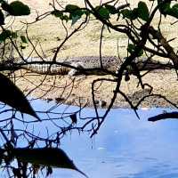 Wonders of Nature at Sungei Buloh Wetland
