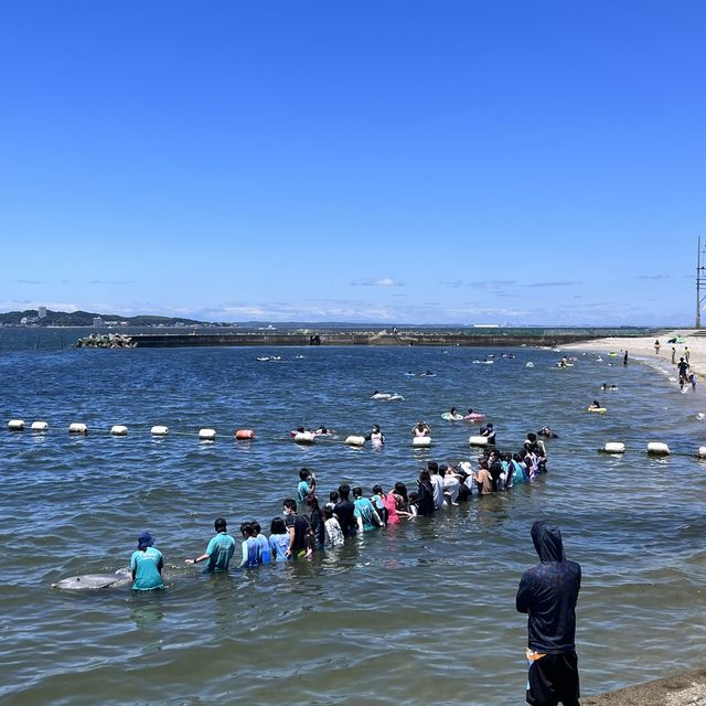 【愛知】日間賀島でドルフィンタッチ🐬