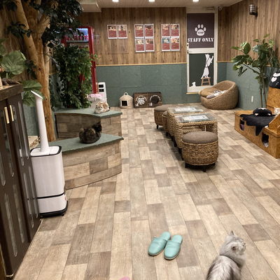 高円寺 猫カフェ 空陸家 で猫と戯れる Trip Com 東京の旅のブログ