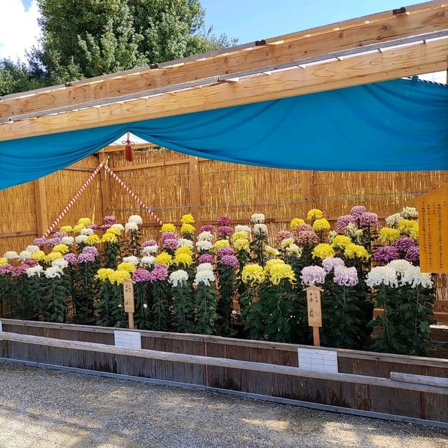 兵庫県！明石の菊花展覧会は素晴らしい