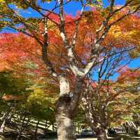 【長野】名前の通りの美しい紅葉