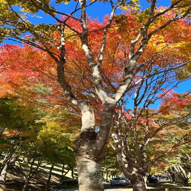 【長野】名前の通りの美しい紅葉