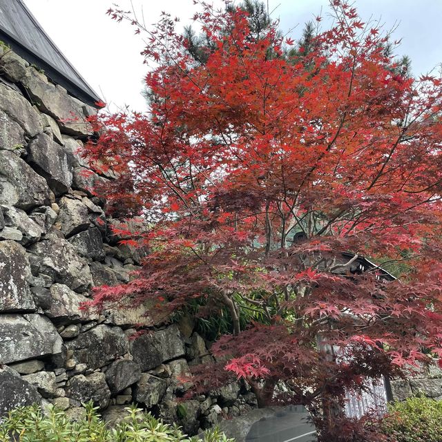 【兵庫県】ペットと旅行におすすめ！絶品出石そばを食す