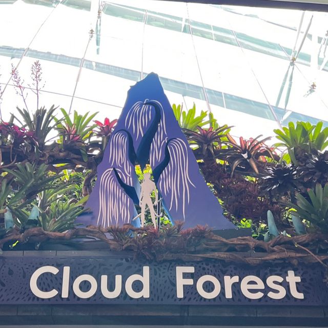 Avatar Cloud Forest launch