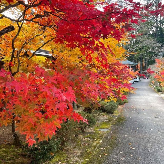 Fall Breeze and Autumn Leaves in Japan