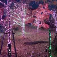 愛知県清須市　清洲公園のイルミネーション